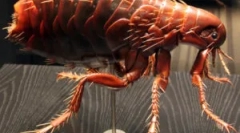 Прекрасна репродукција и животниот циклус