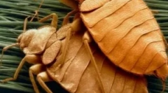 Одгледување и животен циклус на креда