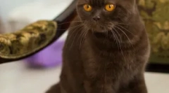 Различни бои на британските мачки: сè не завршува со сино