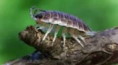 Сорти на мокриц