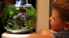 Одгледување аквариум риба