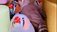 Амадин одгледување дома