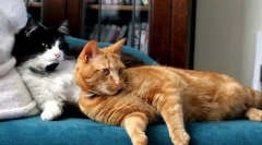 Мачка одгледување