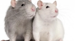 Стаорец одгледување дома