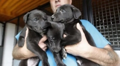 Одгледување на кучиња