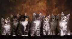 Развој на maine coon со месеци, тежина и големина во табелата