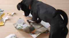 Образовни игри за кучиња го прават тоа сами