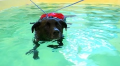 Рехабилитација на кучиња и мачки