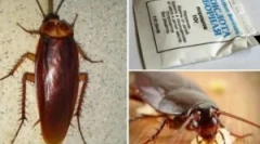 Рецепти со борна киселина од лебарки