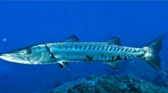 Река чудовишта