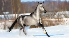 Ретки и невообичаени носители на коњи (10 фотографии)