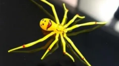 Ретки и невообичаени пајаци