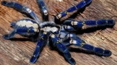 Ретки пајаци: 10 најнеобични видови