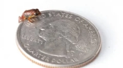 Ретка форма на водоземци кои беа повторно отворени (12 фотографии)