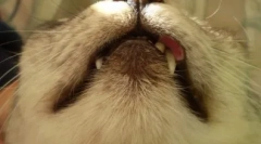 Ретки болести кај мачки: што е еозинофилна гранула и како да се ослободите од него