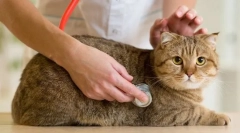 Редовна инспекција на мачка