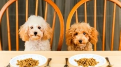 Рејтинг за одвод на храна: избор на храна за големи и мали карпи