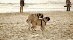 Репродуктивен (сексуален) систем