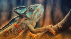 Рептил. Градење и карактеристики