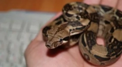 Рептил во куќата