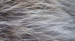 Слика на мачка волна