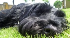 Risenshnauzer: опис на расата, особеностите на грижата и одржувањето