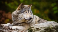 Роднини на кучето