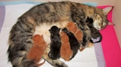 Мачки за породување