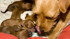 Куче раѓање