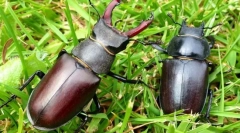 Роговиден бубачки