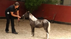 Коњски раст и тежина