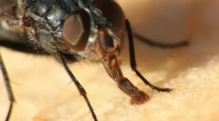 Рота апарати инсекти