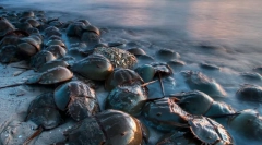 Диносаурус роти: 10 антички животни, кои биле зачувани до ден-денес