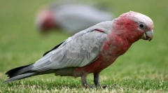 Розова какада