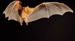 Manocheled животни