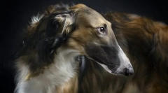 Руски borzya (слики): елегантен аристократ и жесток ловец