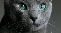 Руската сина мачка (фотографии): воздржана убавина со зелени очи