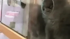 Руската сина мачка