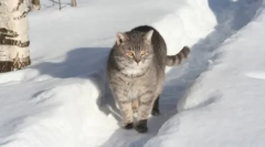 Руски раси на мачки