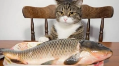 Риба за мачка