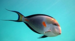 Риба хирург