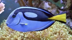 Хирург риба