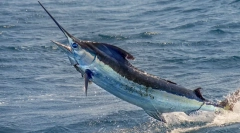 Риба-меч - една од најбрзите риби во светот