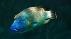 Риба-наполеон