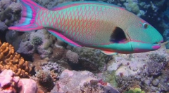 Риба-папагал