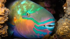 Риба папагал