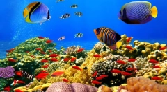 Риба. Класификација, карактеристики, градење