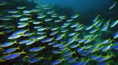 Отворена риба