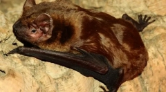 Црвенокосиот вечер