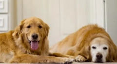 Ѓумбир-бесрамно: топ 15 раса на црвени кучиња